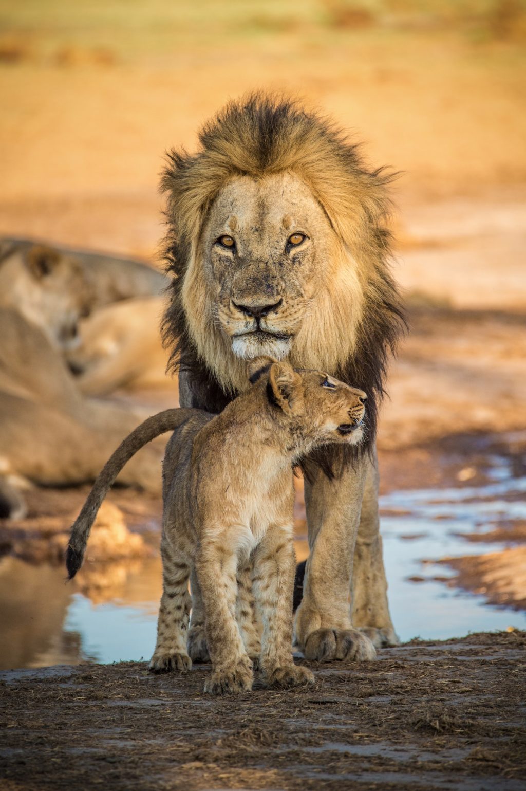 lion wildlife photography