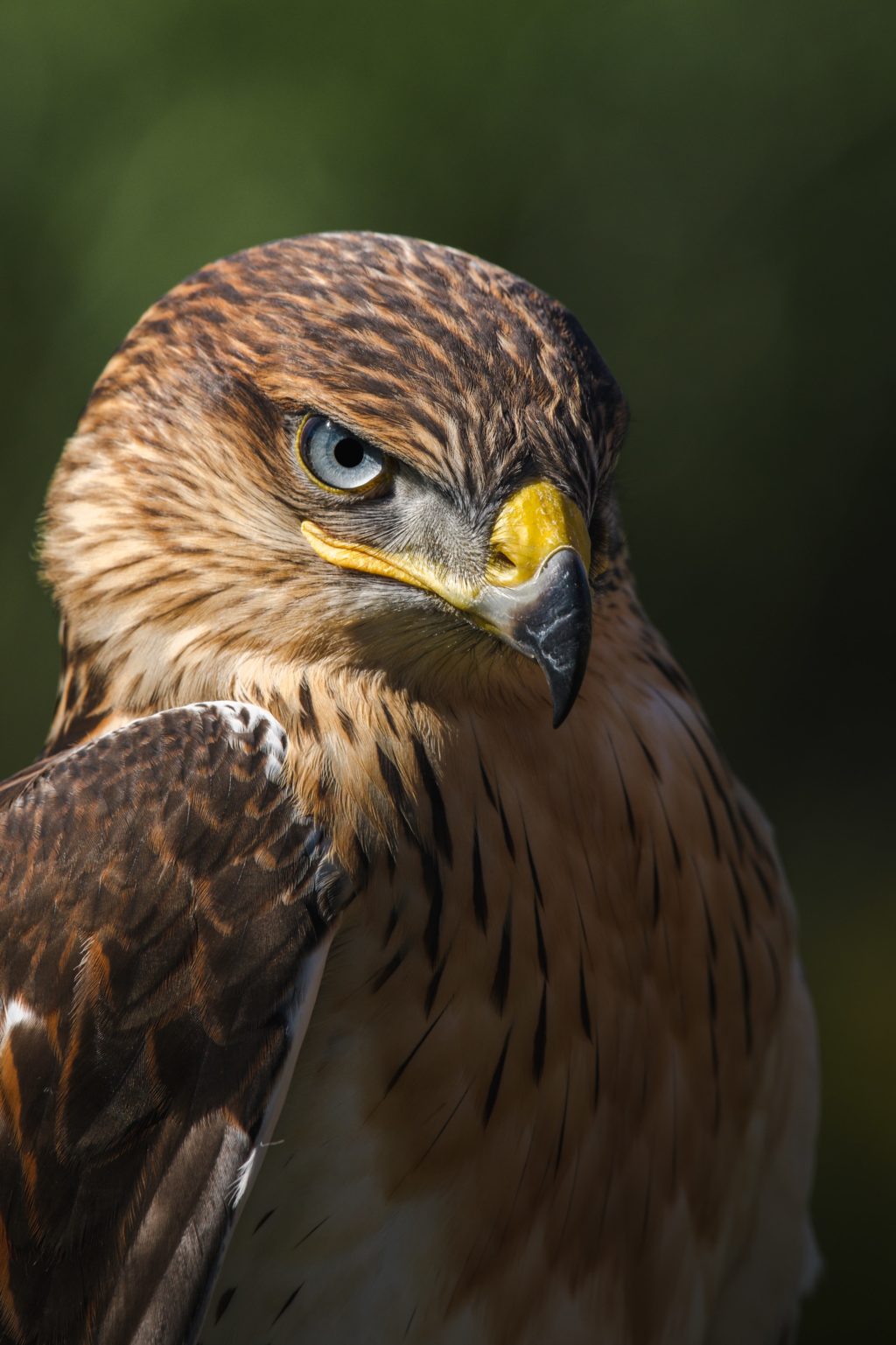 eagle wildlife portrait photos