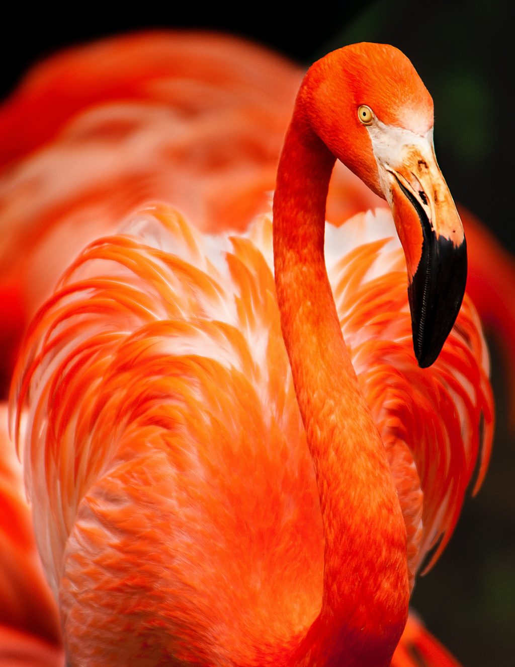 beautiful flamingo