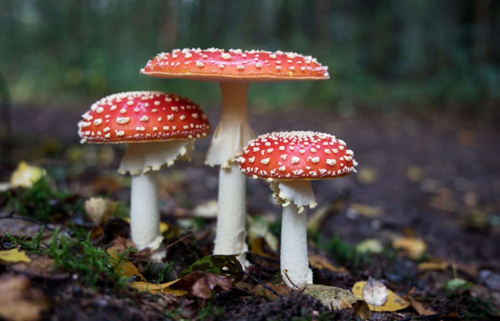 red and white mushrooms