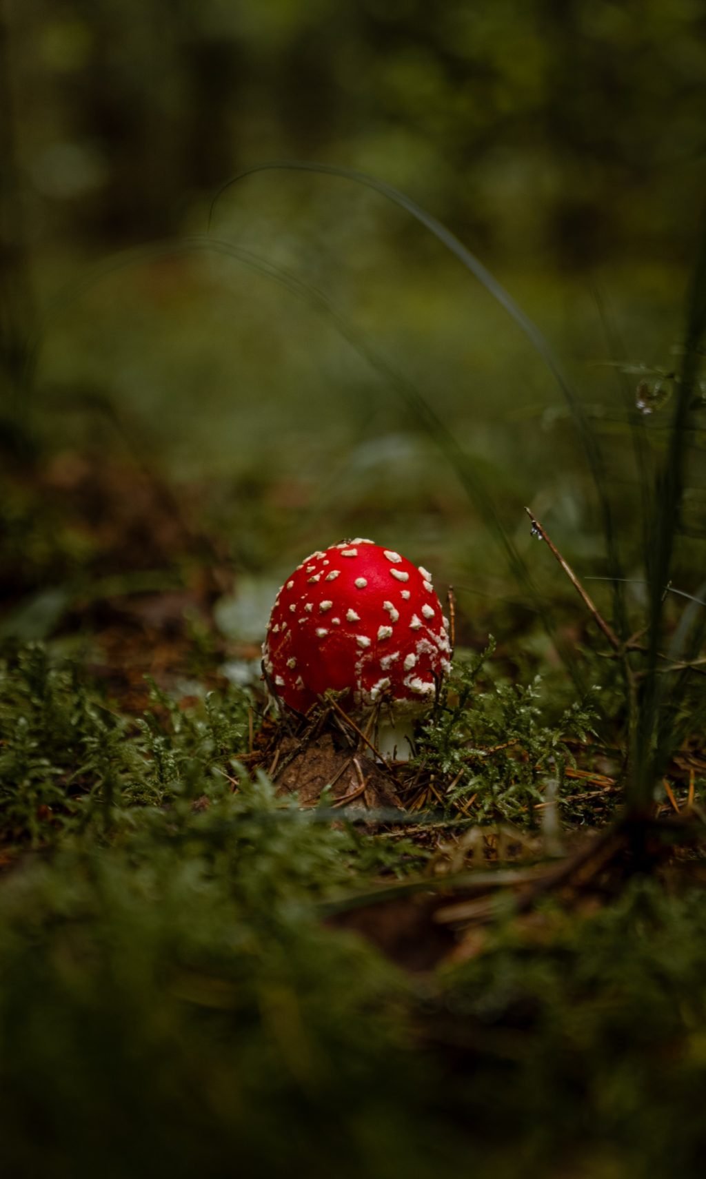 red mushroom