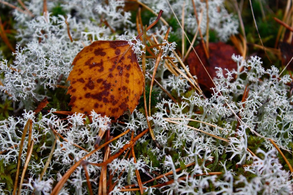 delicate lichen