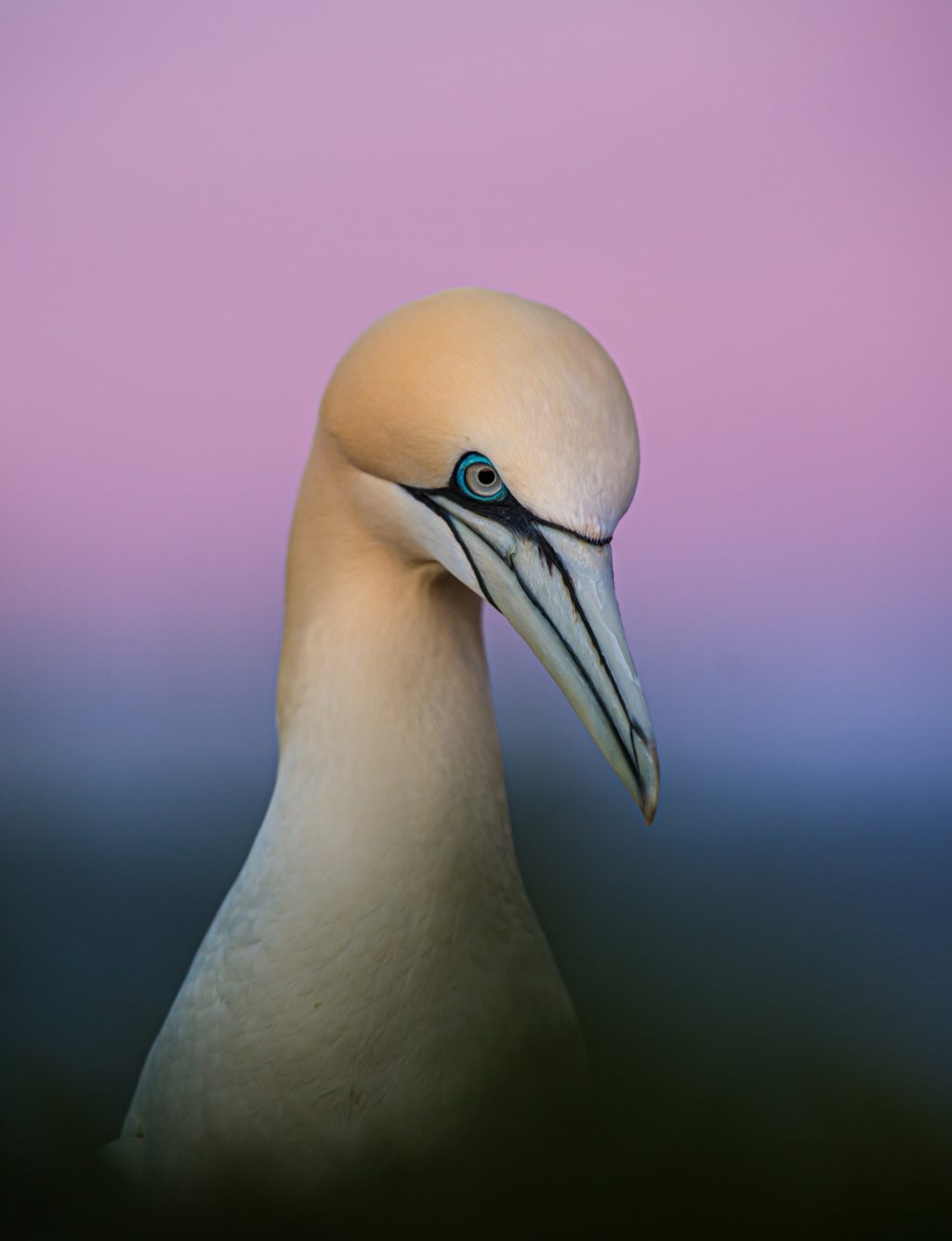 bird wildlife portrait