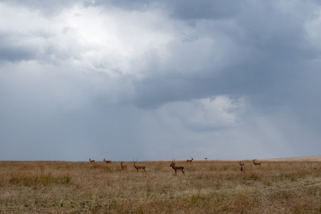 wide focal length wildlife photography