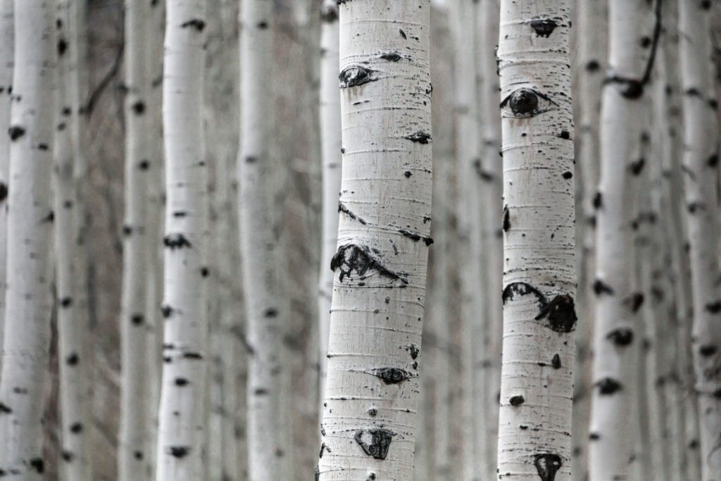 black and white birch