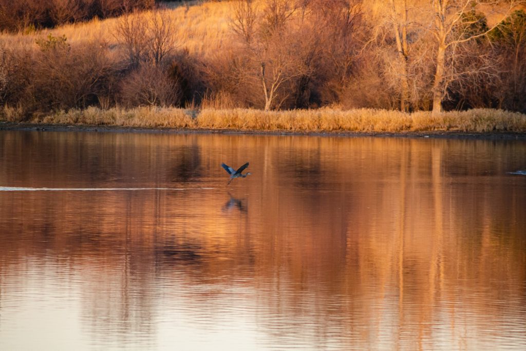 bird flying over a lake