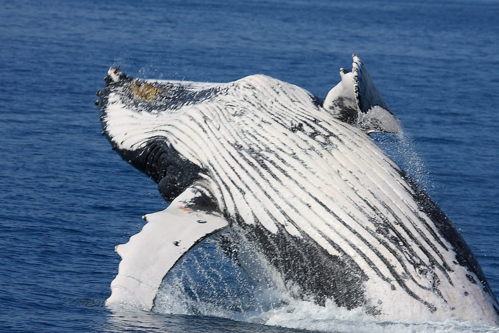 Hervey Bay Whales 3938