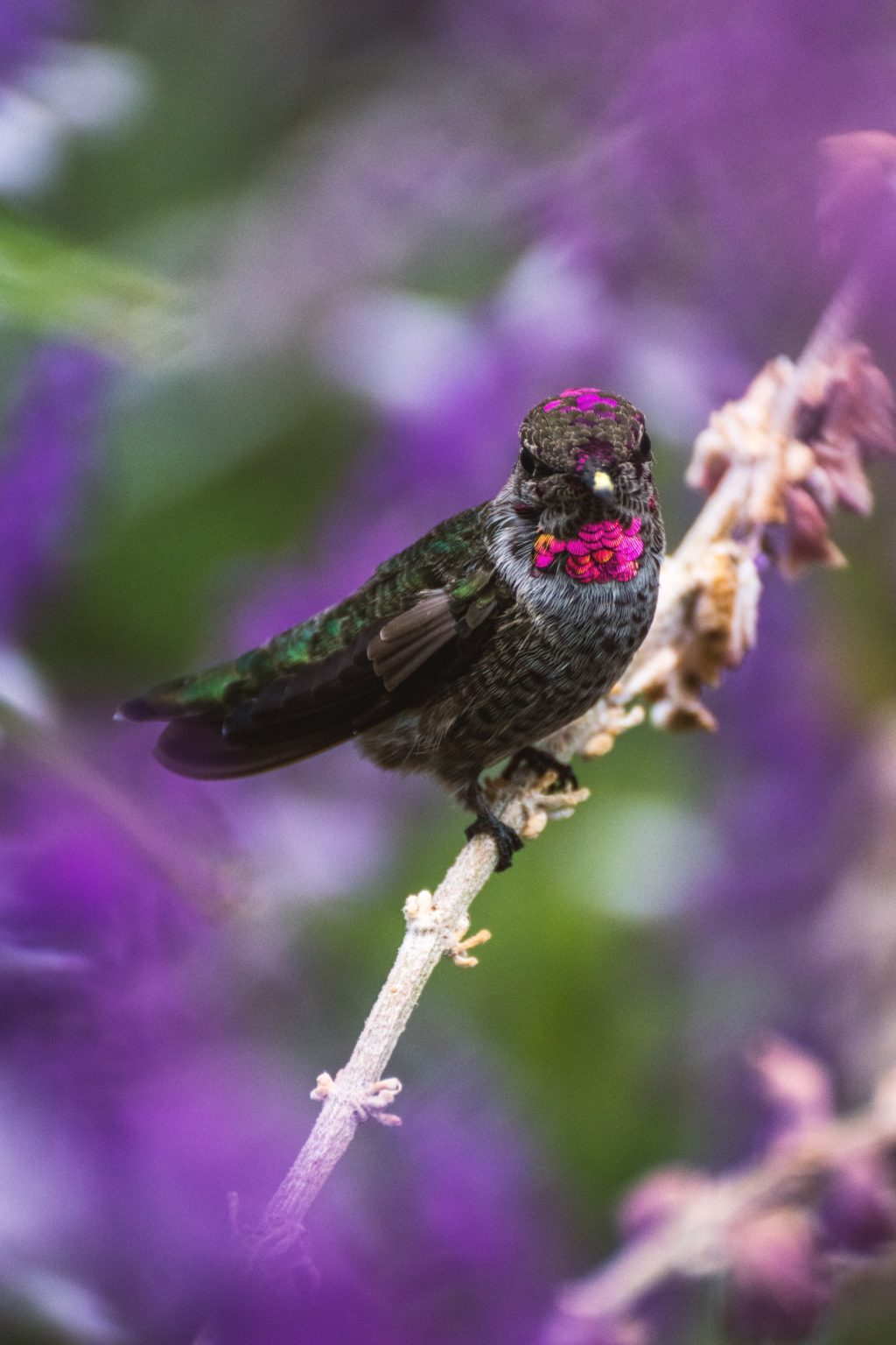 black bird on a purple background