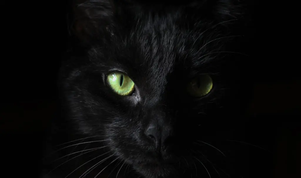 black cat portrait