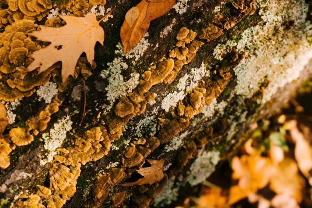 colorful lichen