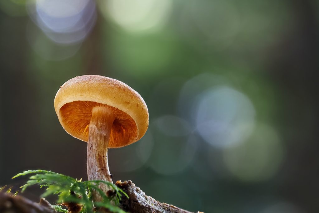 bokeh closeup of a mushroom