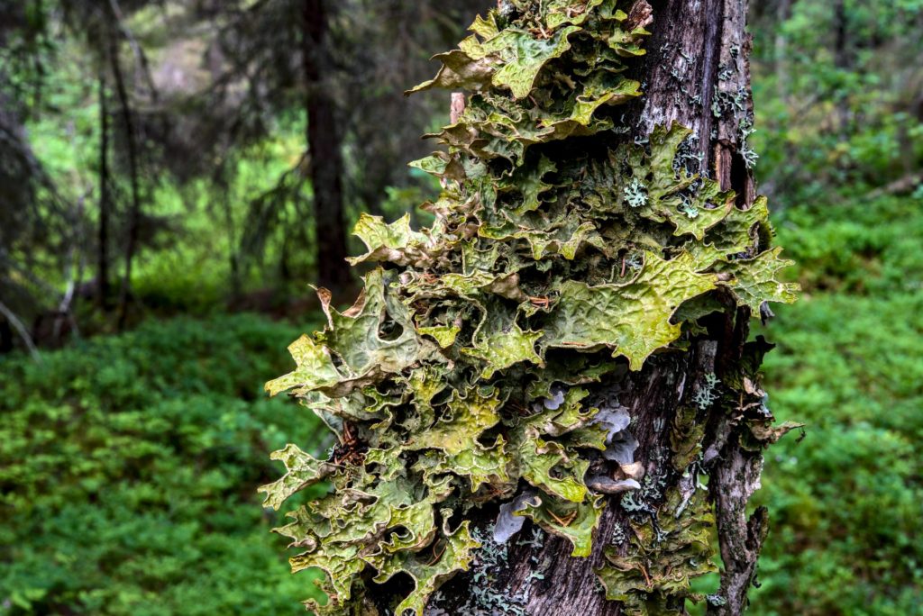 lichen in the forest