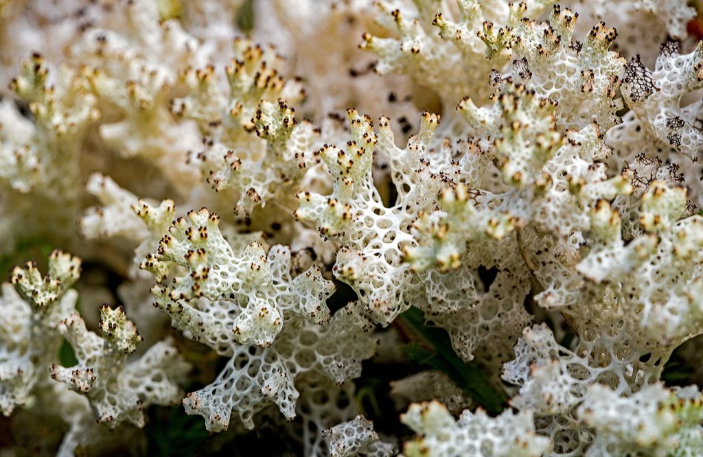 white lichen