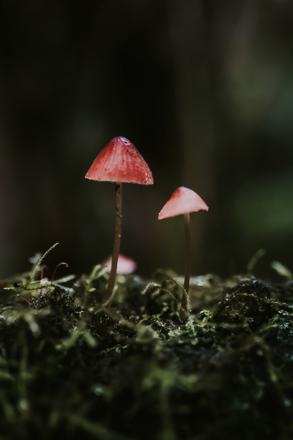 delicate red fungi