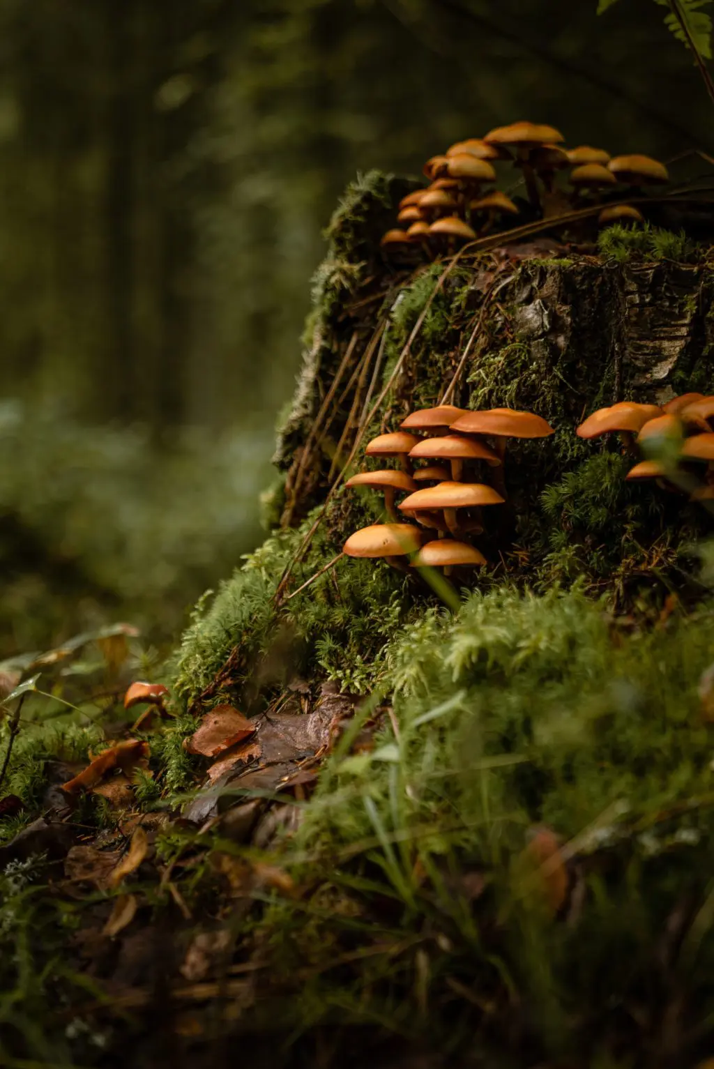 small mushrooms