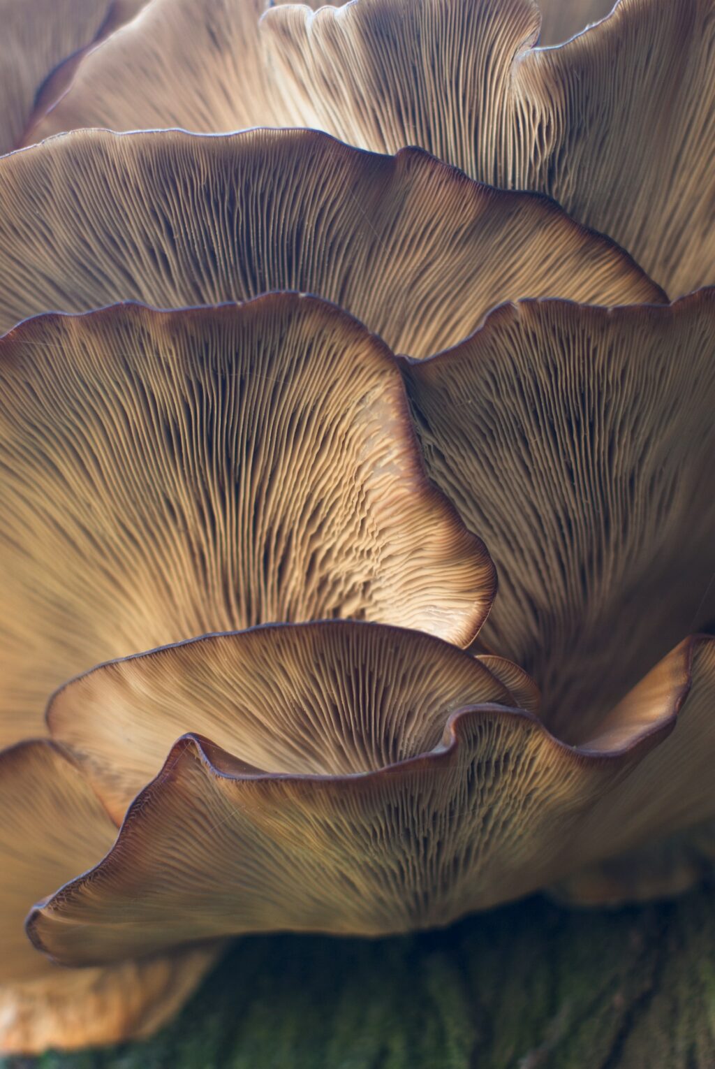 mushroom closeup