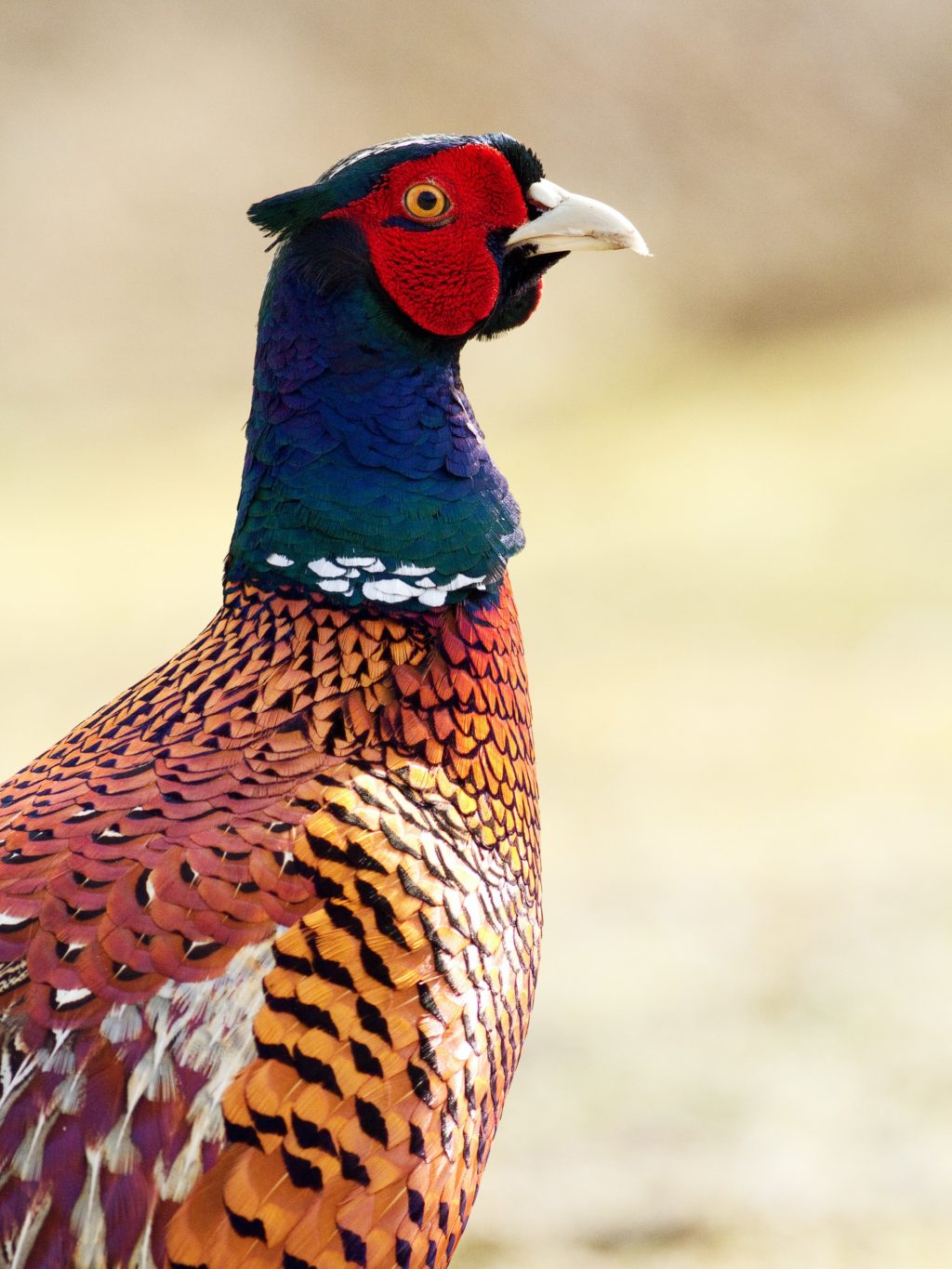 blue and red bird