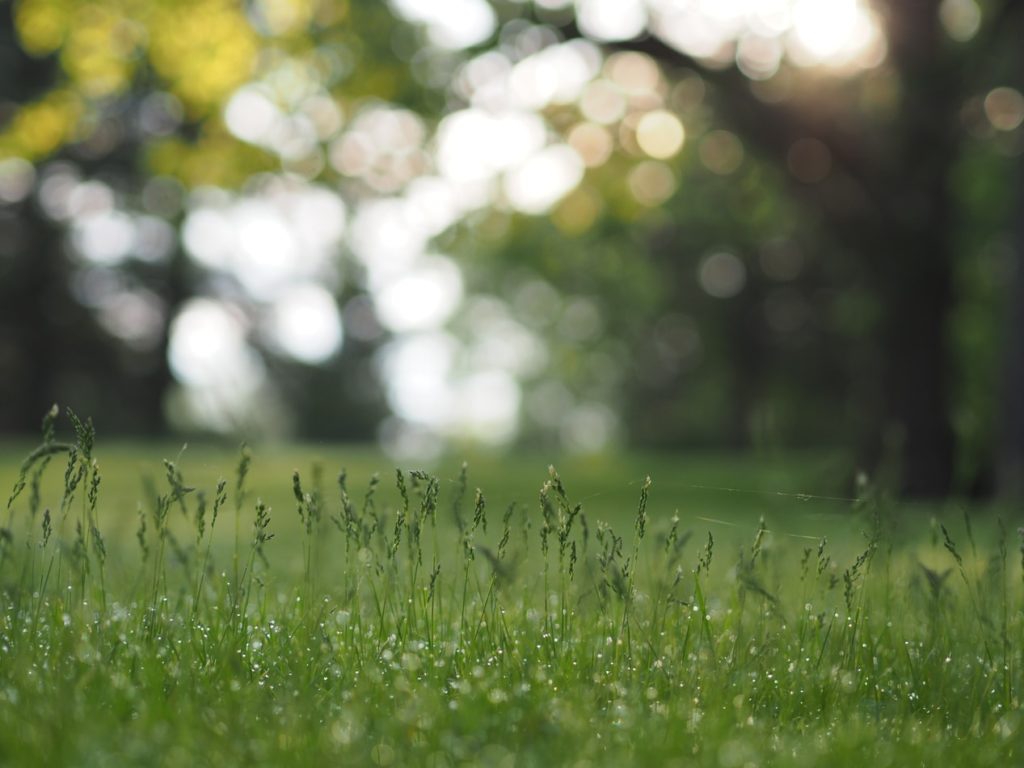 fresh dewy grass