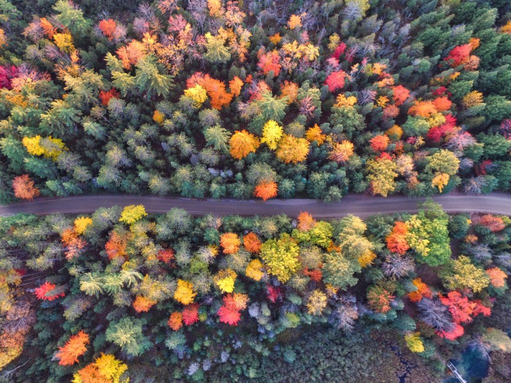 drone autumn forest