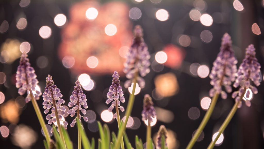 purple flowers bokeh