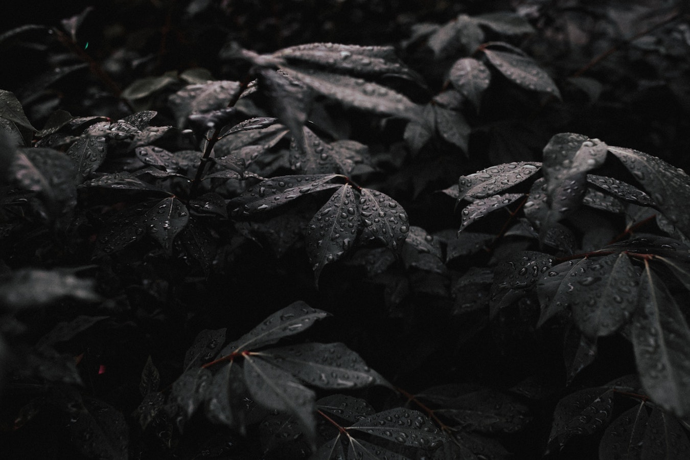 dark leaves black and whites