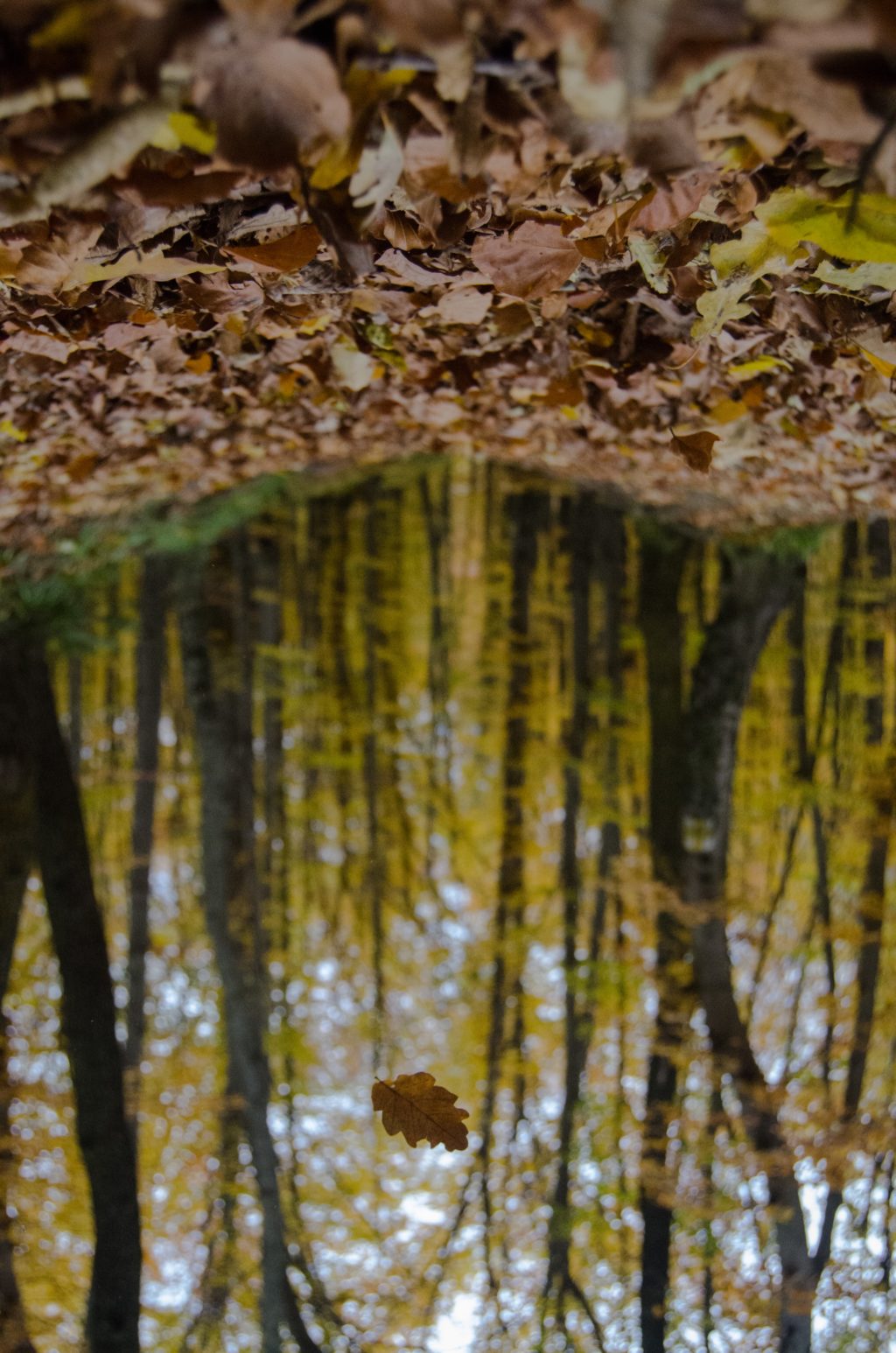 reflection puddle forest