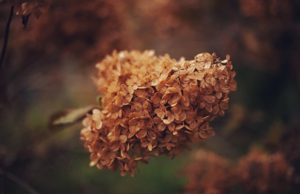 dry flowers