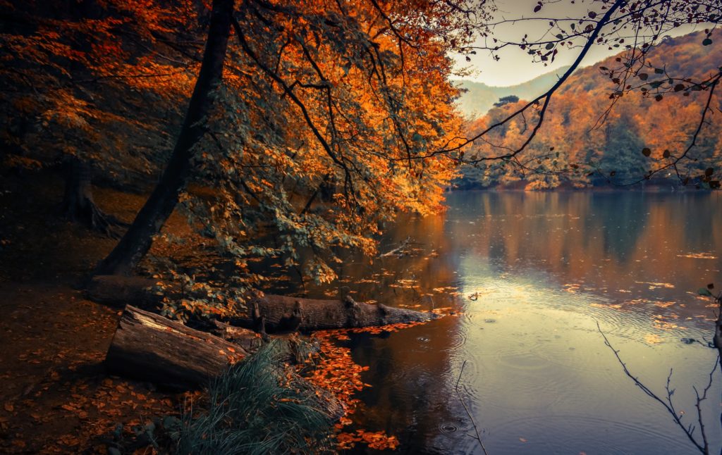 lake autumn leaves