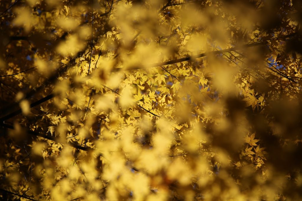 yellow leaves