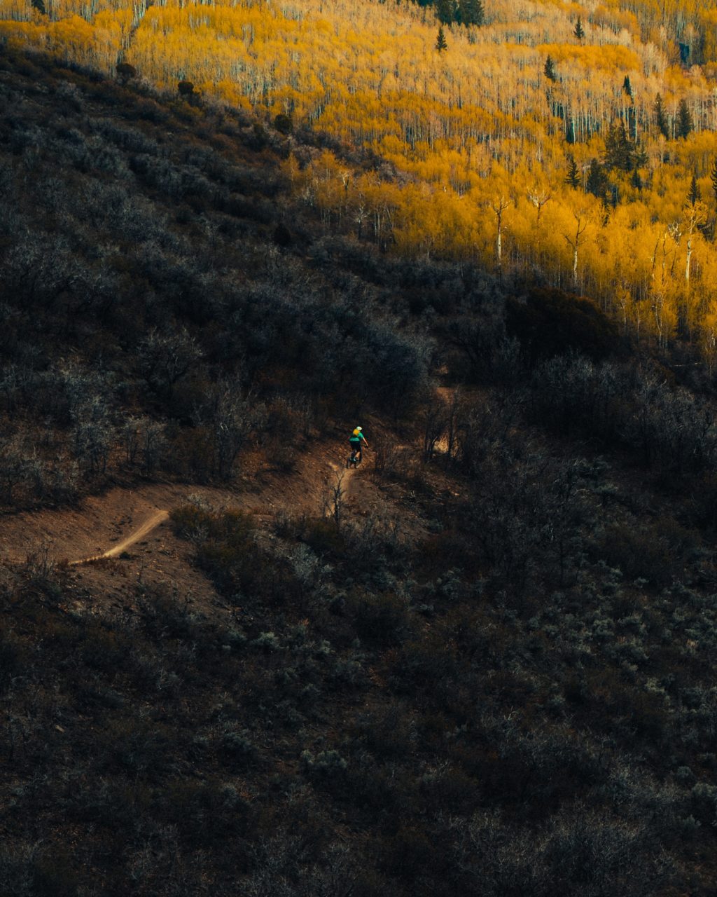 yellow forest autumn