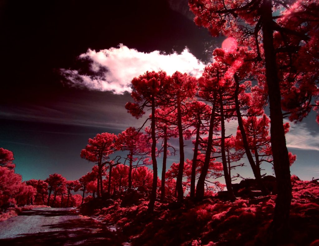 infrared photos with infrared filter