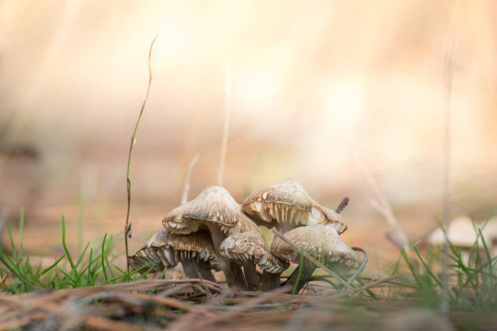 mushroom bokeh