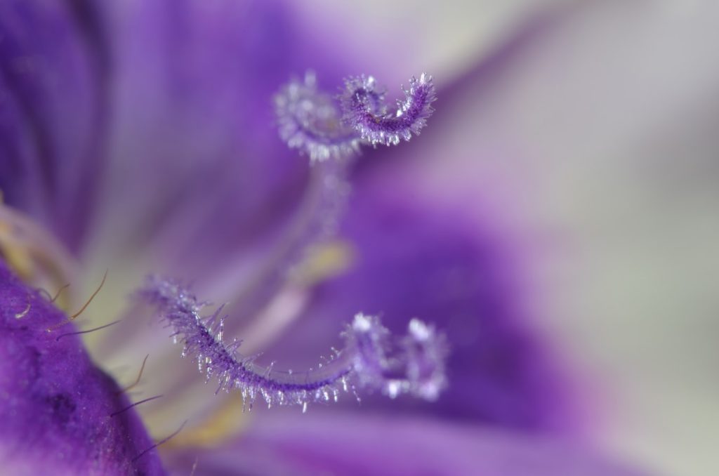 a close-up of a purple flower