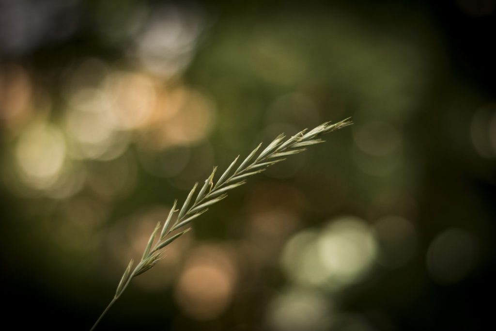 grass bokeh