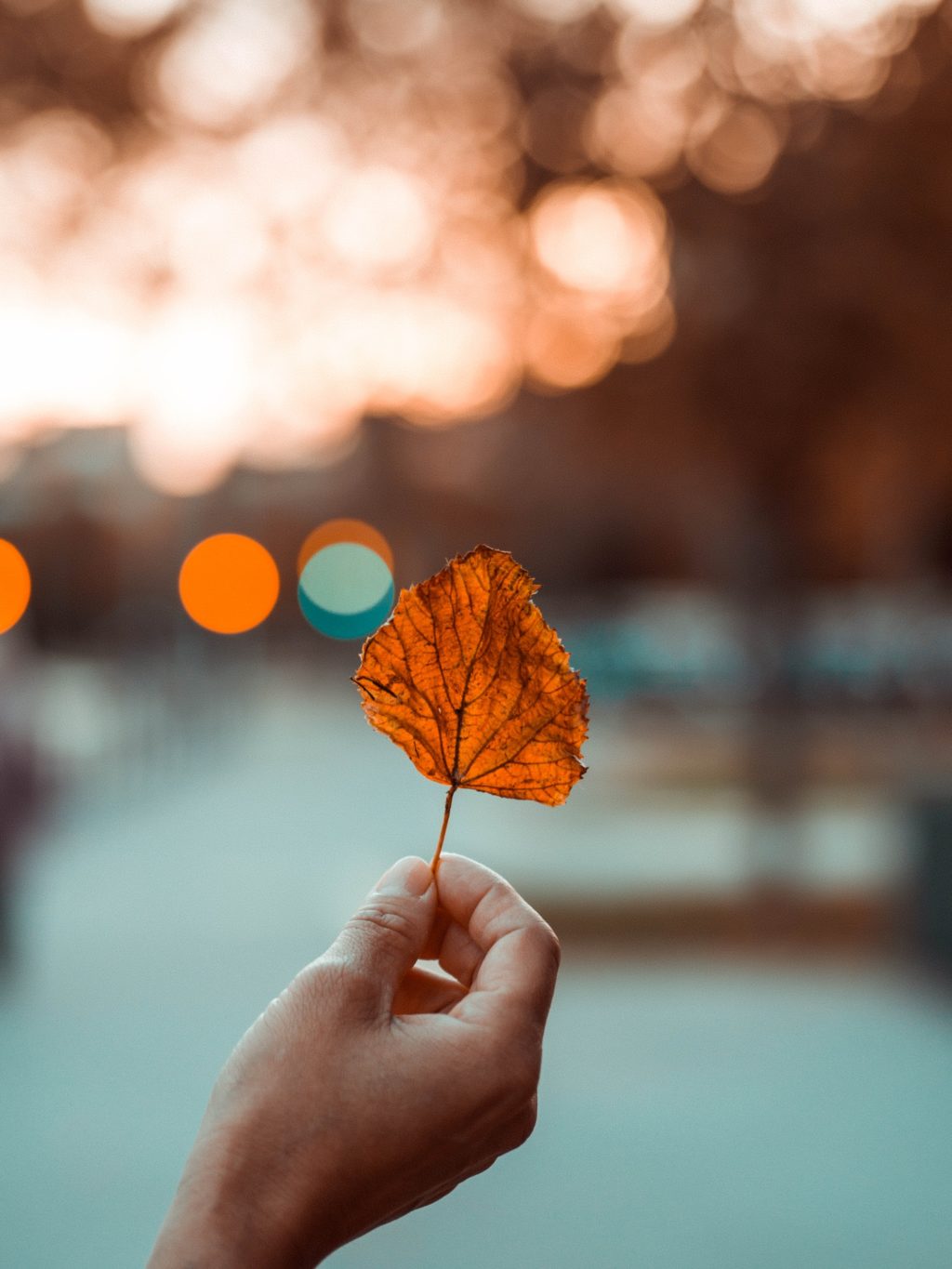 autumn leaf bokeh