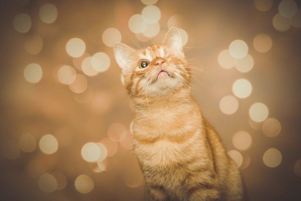 yellow cat bokeh