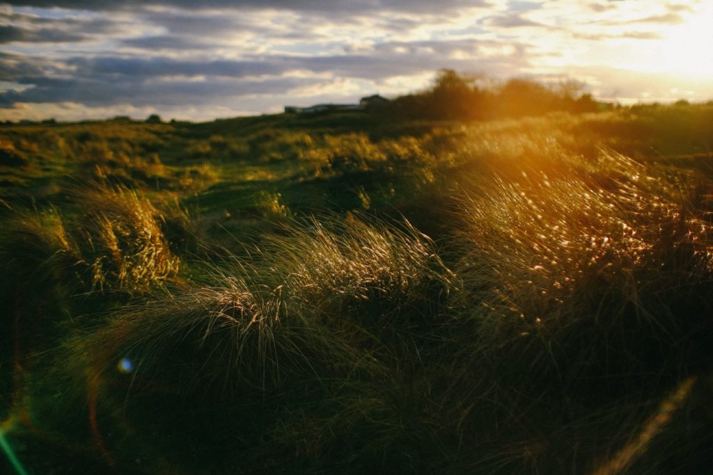 soft afternoon light