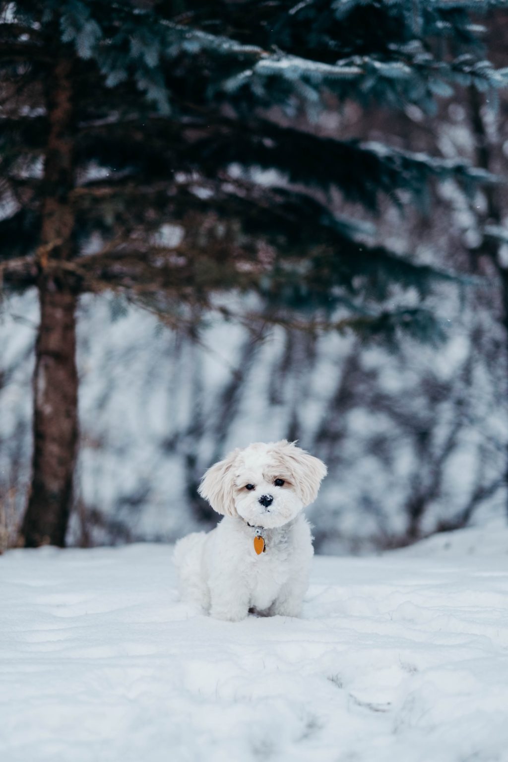 cute puppy winter scene