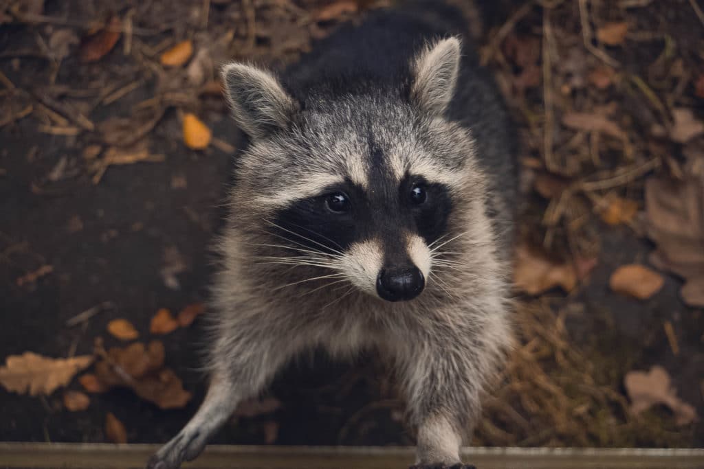 a raccoon standing on leaves