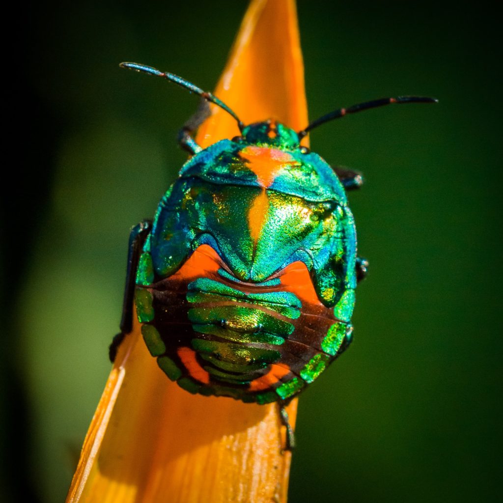 closeup photograph of an insect