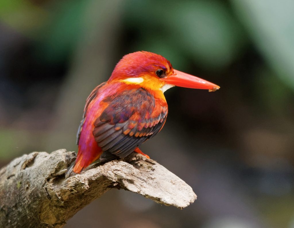cute colorful bird
