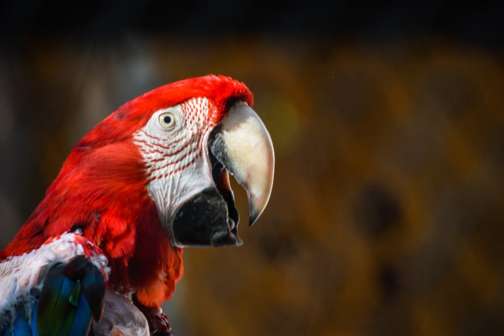 large red bird