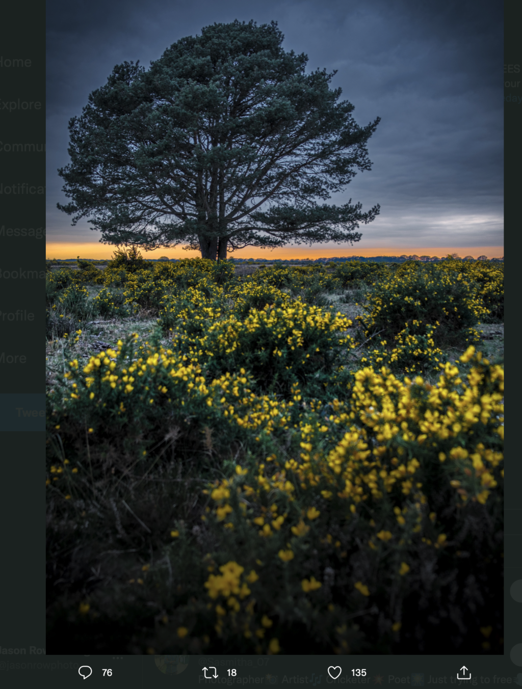 Lone tree in a New Forest sunset