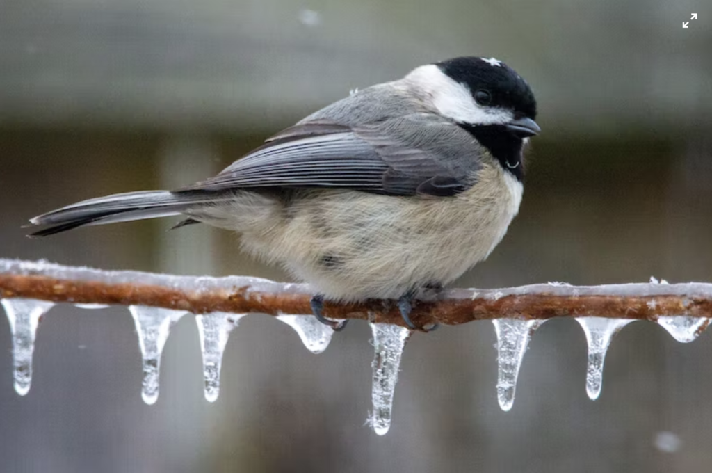 bird with icicles