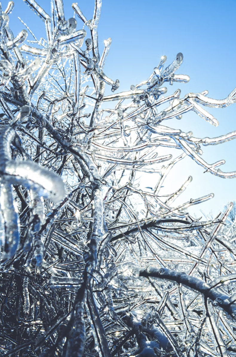 icicles tree branches