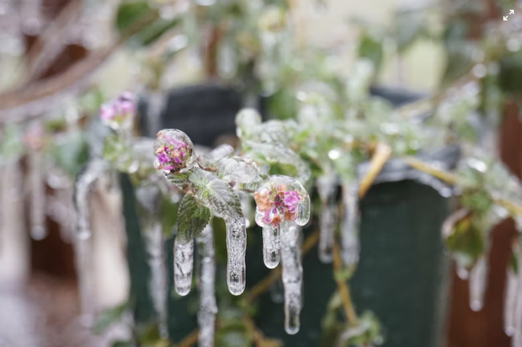 frozen flower