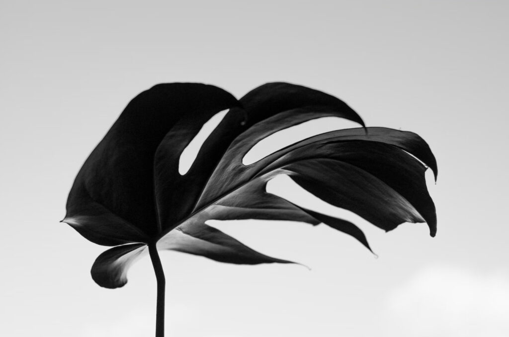 black and white leaf