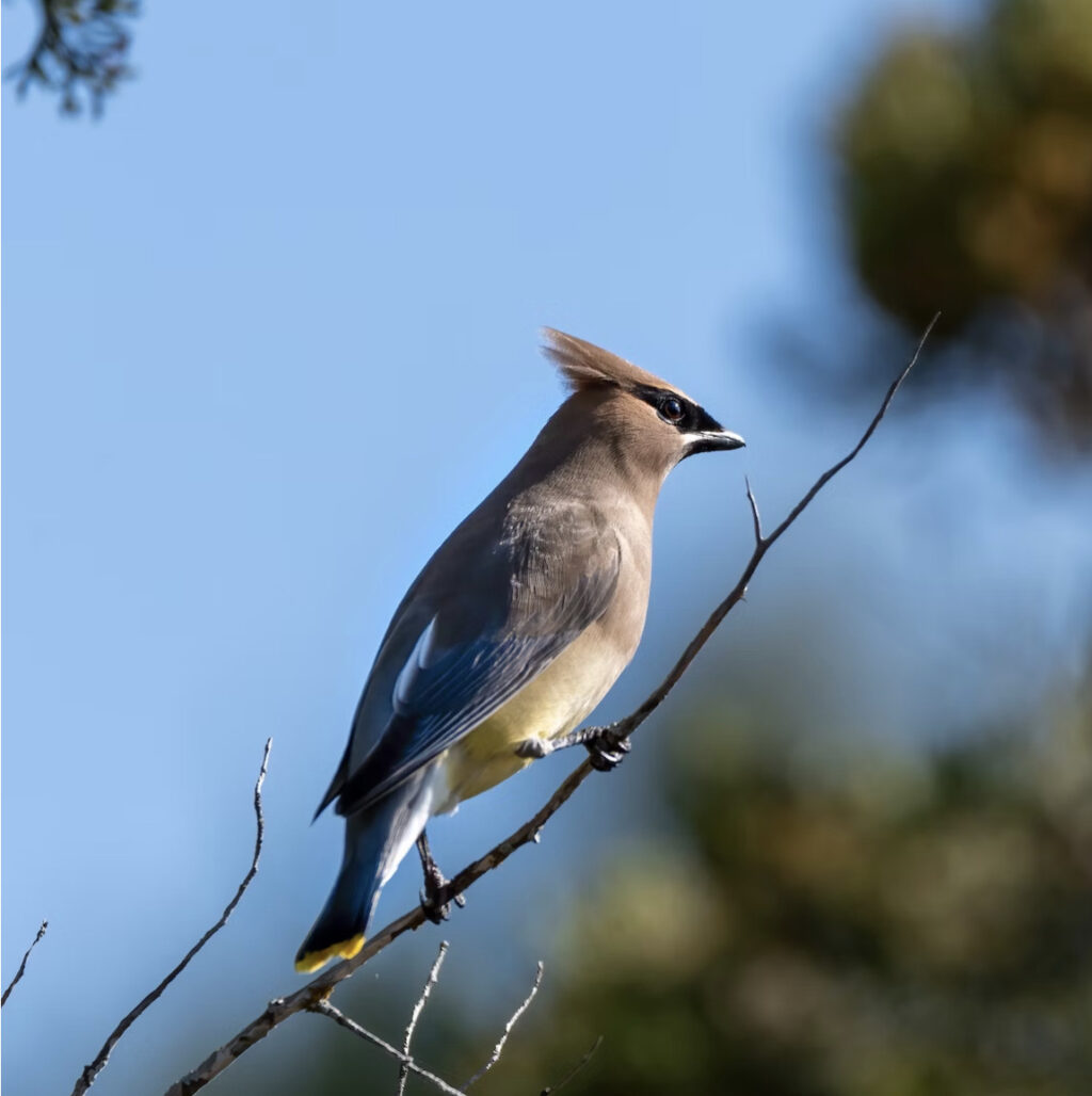 bird against a blue sky