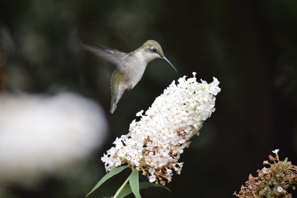 humming bird with a white flower