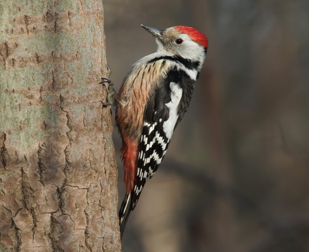 red bellied bird on the tree